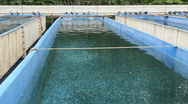 Сахалинский филиал организовал выпуск молоди горбуши в реку Красноярка